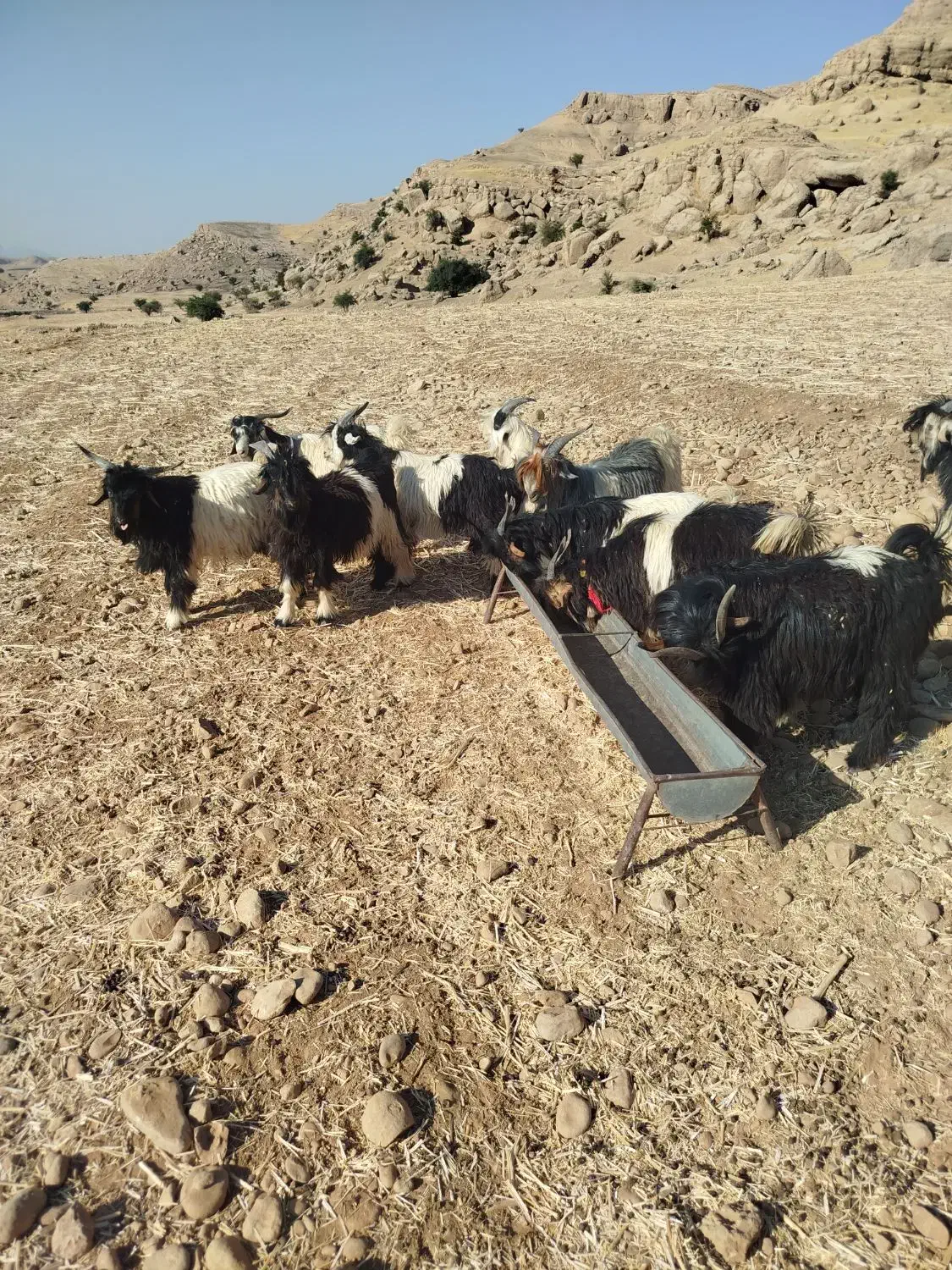 بیگ دوبوری داشتی|حیوانات مزرعه|لالی, |دیوار