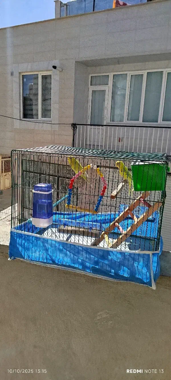 دو مرغ عشق بازی گوش|پرنده|سنندج, |دیوار