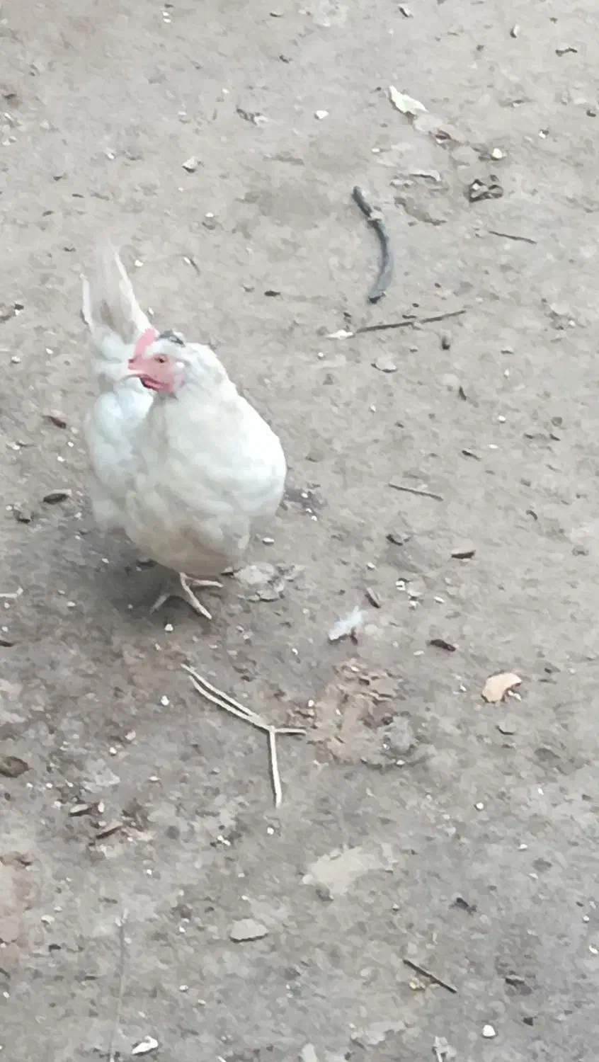 مرغ ومانکن|حیوانات مزرعه|برازجان, |دیوار