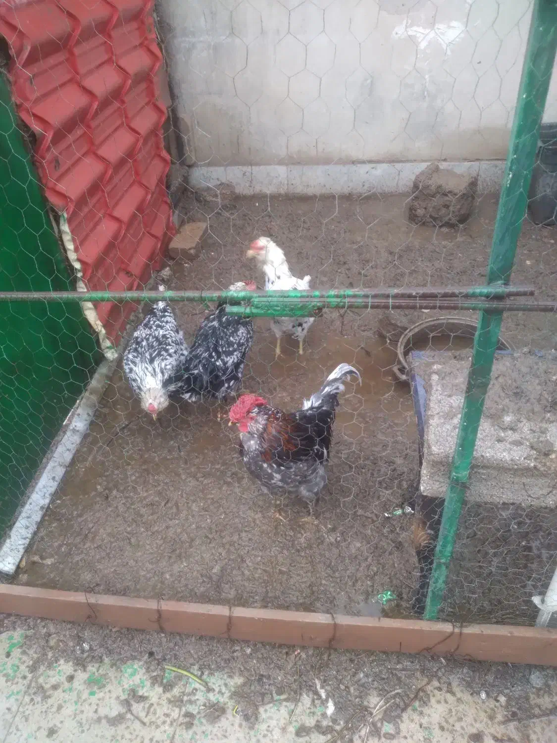 تخم ‌مرغ گلین.|حیوانات مزرعه|مشکین‌دشت, |دیوار