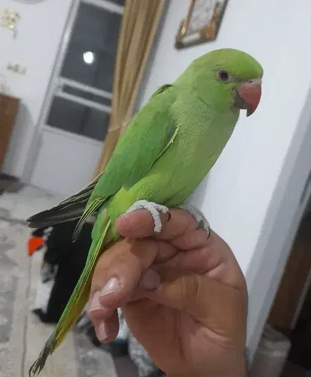 طوطی ملنگو|پرنده|تربت‌حیدریه, شهرک ولیعصر|دیوار