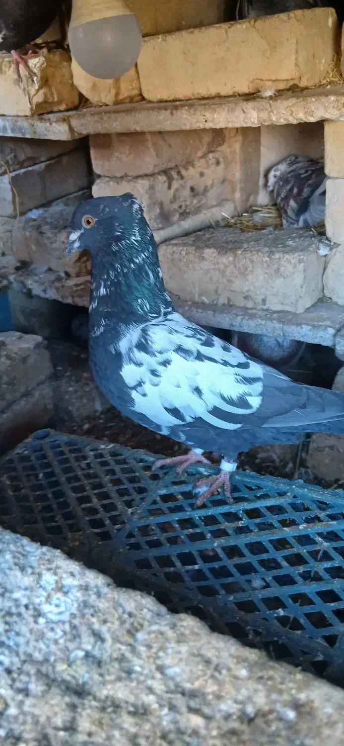 سینه|پرنده|شیروان (خراسان), |دیوار