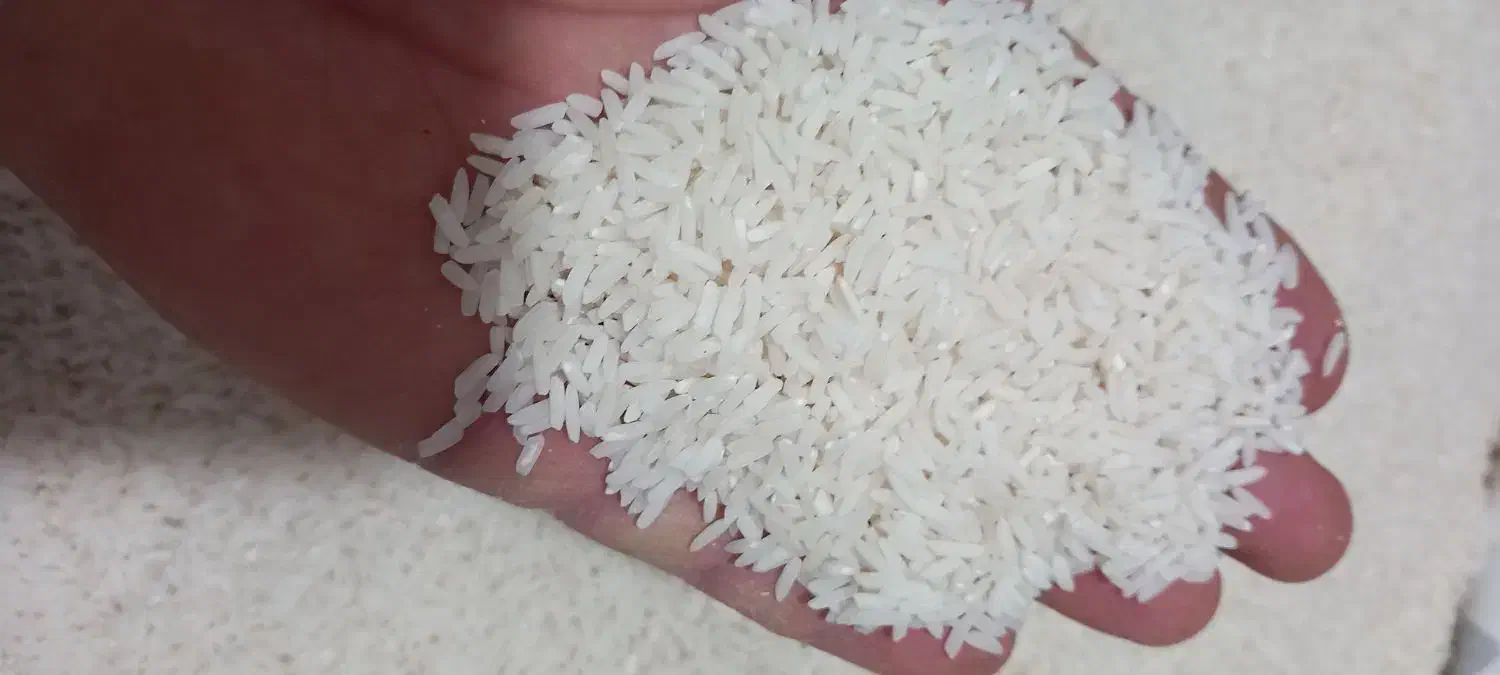 برنج طارم دم سیاه ضمانتی|عمدهفروشی|فاضل آباد, |دیوار