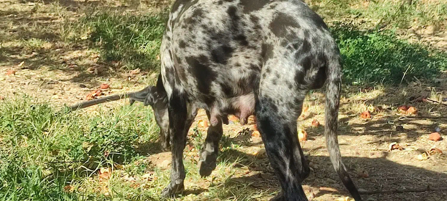 واگذاری سگ نگهبان وشکاری|سگ|بوکان, |دیوار