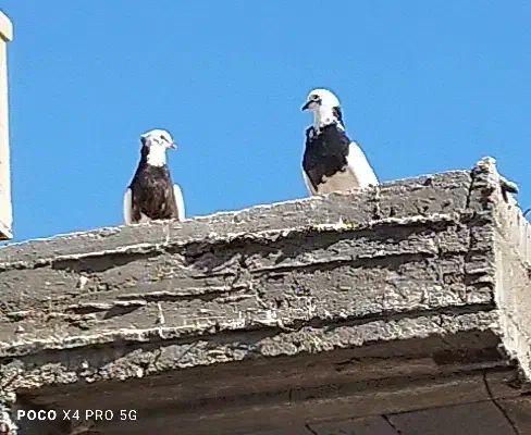 فروش کبوترطوقی|پرنده|مهر, |دیوار