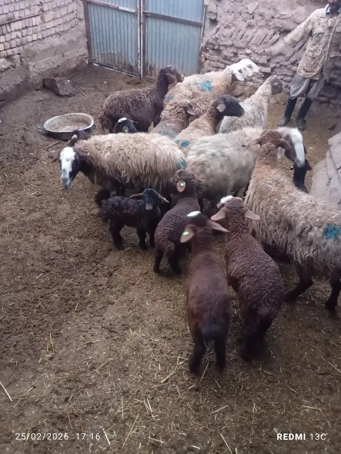 فروشی|حیوانات مزرعه|صفی آباد, |دیوار