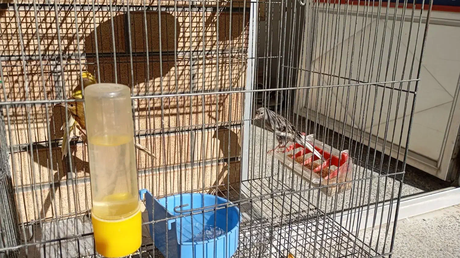 پرنده|پرنده|پیر بکران, |دیوار