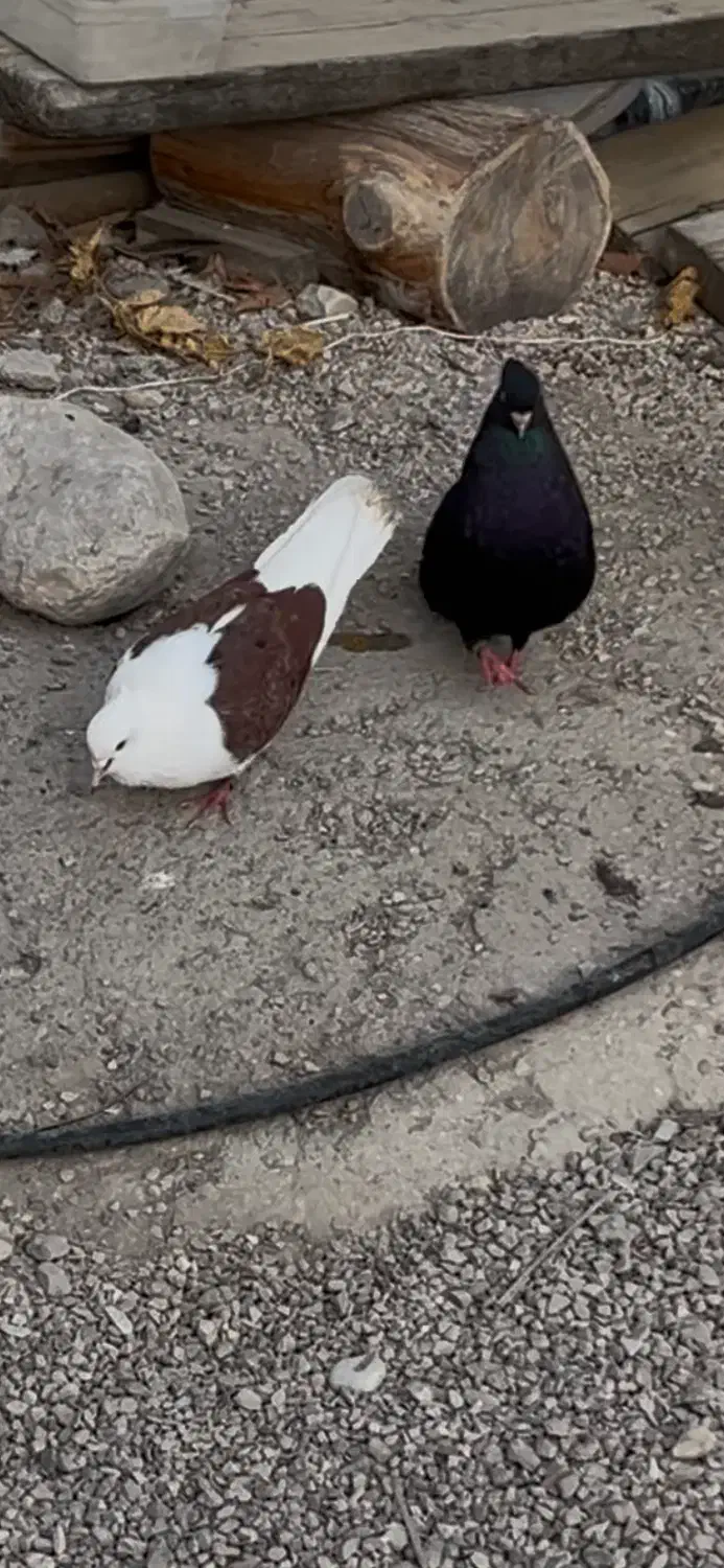 دزدیده شده|حیوانات|بندرعباس, |دیوار