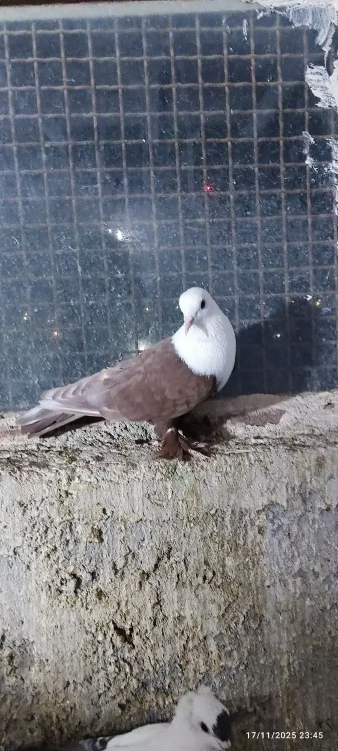 کبوتر رنگی نقش|پرنده|سراوان, |دیوار