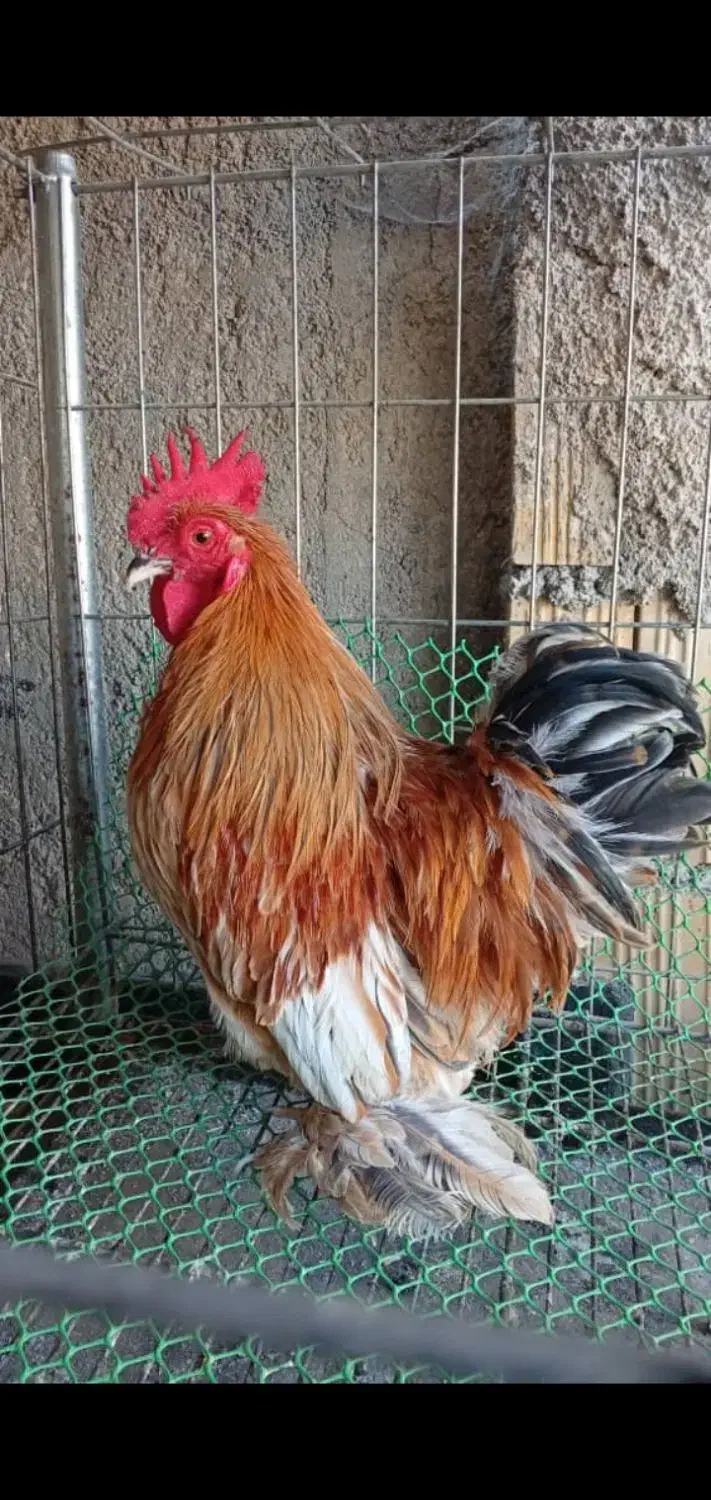 مرغ وخروس کوشین ومحلی 6عدد|حیوانات مزرعه|جهرم, |دیوار