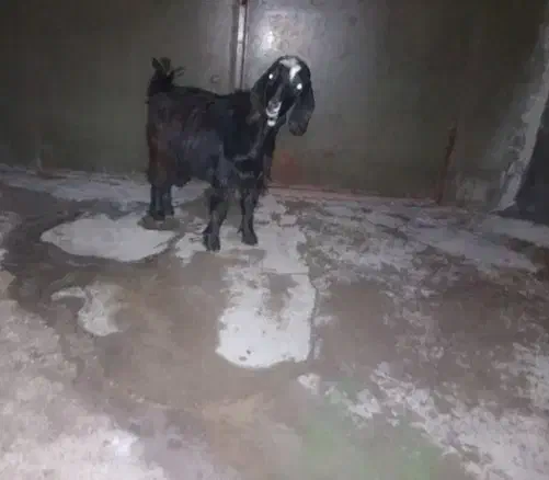 بزغاله|حیوانات مزرعه|اسلام‌‌آباد غرب, |دیوار