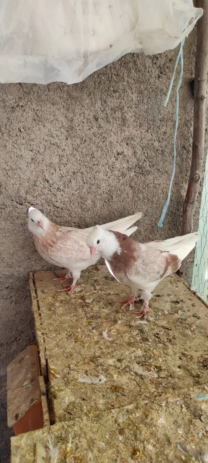 کفتر کبوتر جوجه|پرنده|هشتگرد, قاسم آباد بزرگ|دیوار