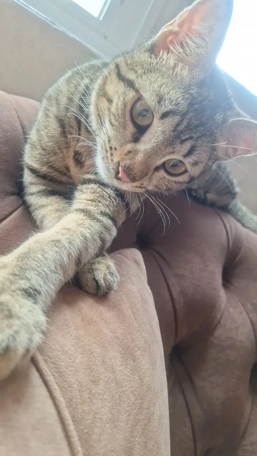 گربه نر ۴ ماهه گمشده با علامت خاص|حیوانات|کرمانشاه, |دیوار