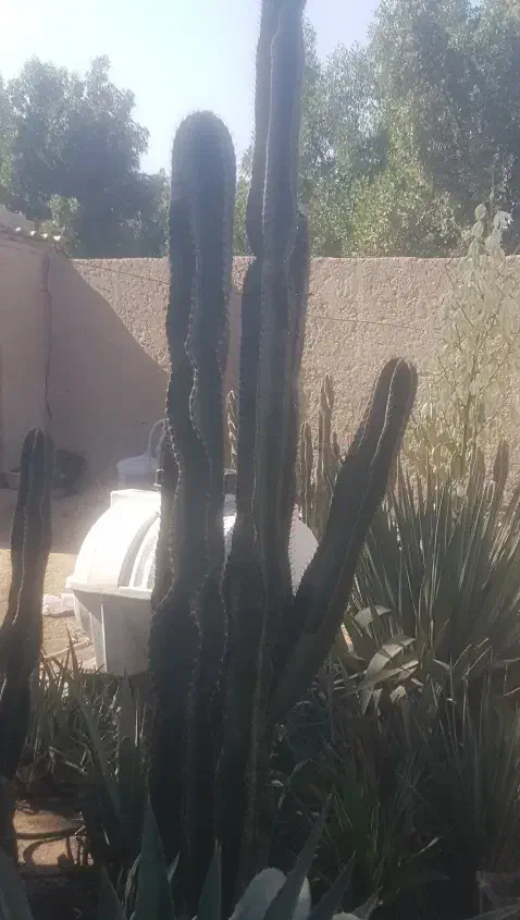 کاکتوس|گل و گیاه طبیعی|آبپخش, |دیوار