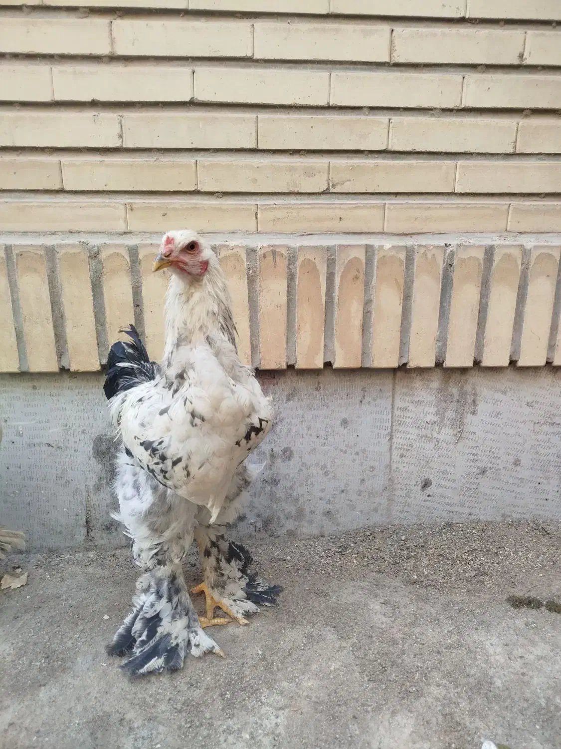 خروس برهما|حیوانات مزرعه|هشتگرد, فاز ۳ مهستان|دیوار