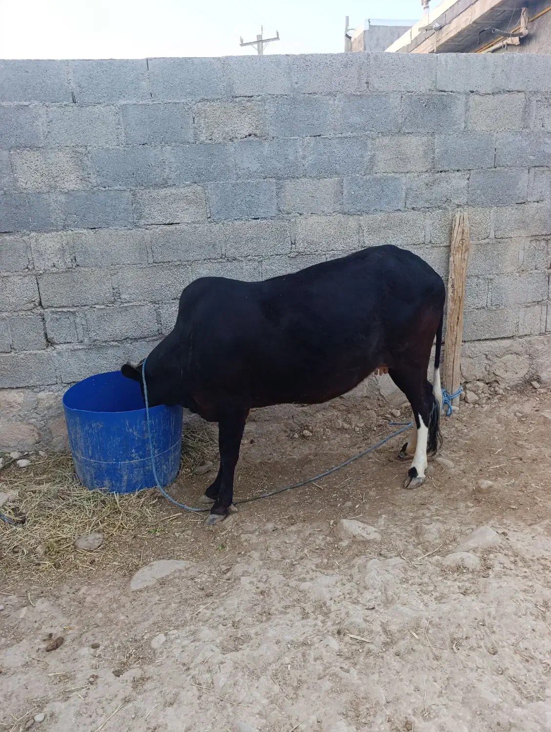 گاو|حیوانات مزرعه|اسیر, |دیوار