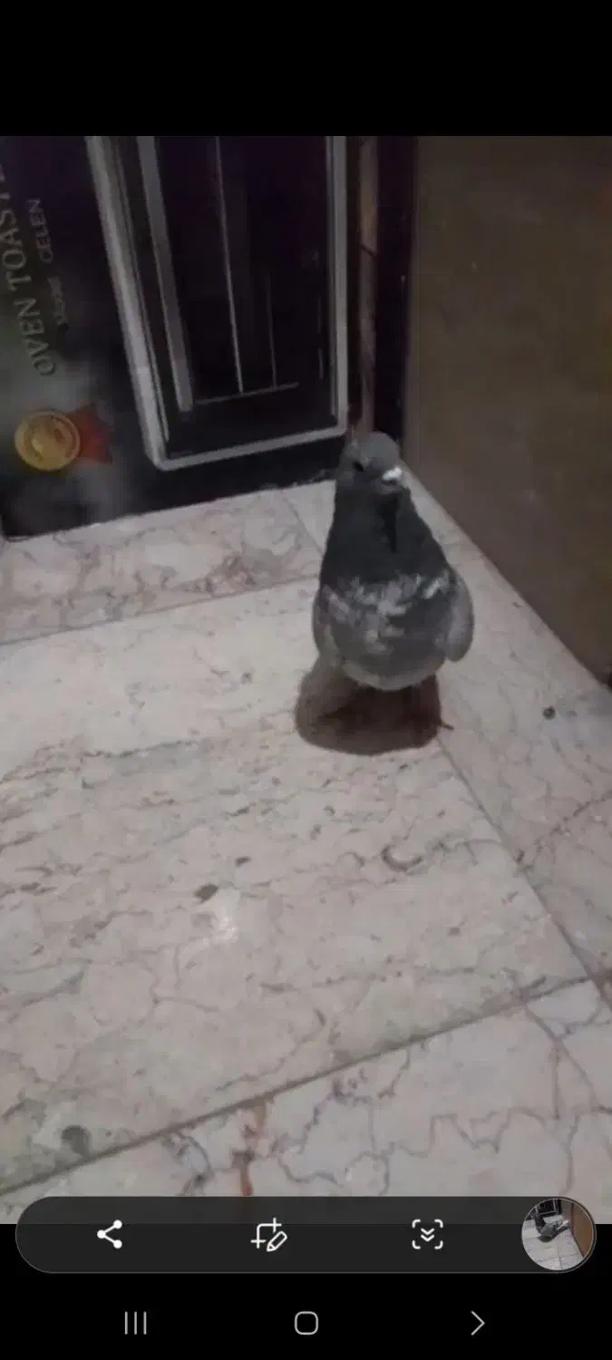 کبوتر بیرون مونده|پرنده|اسلام‌شهر, شهرک قائمیه|دیوار