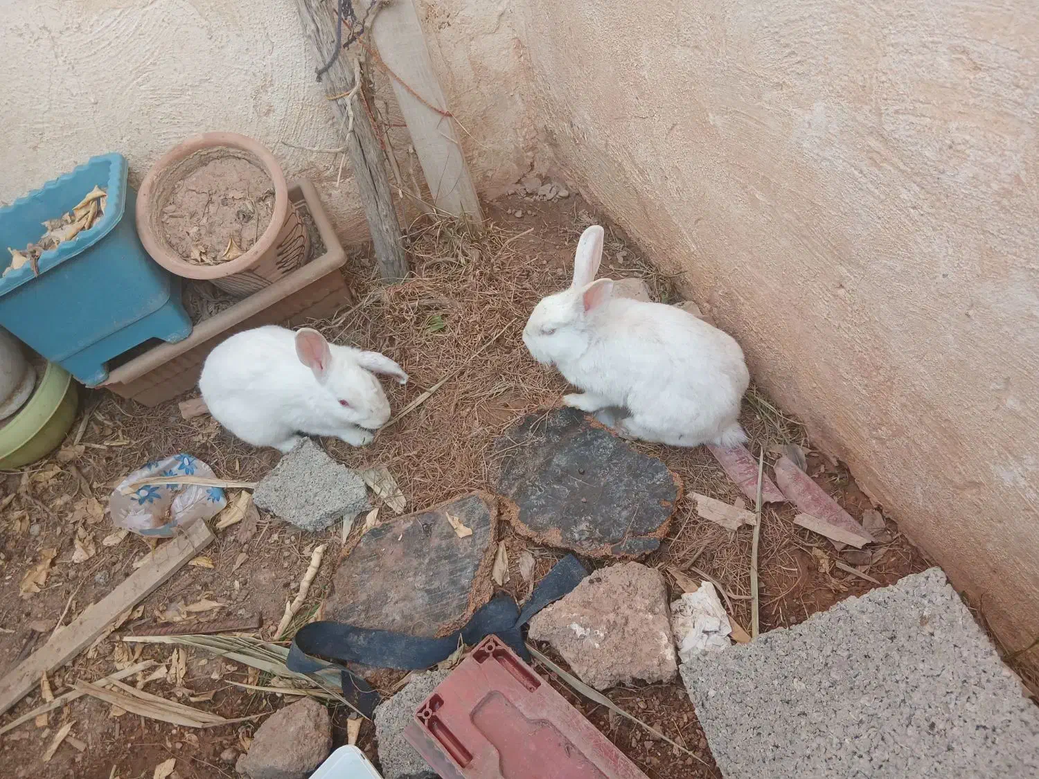 خرگوش|موش و خرگوش|مسجد سلیمان, |دیوار