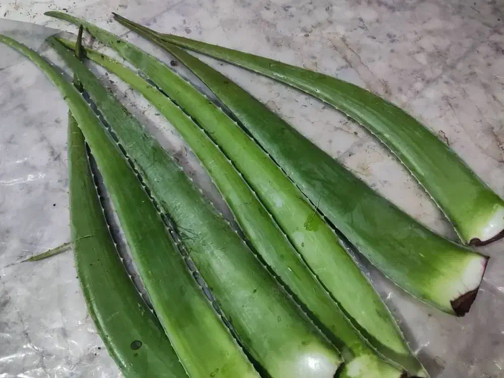 برگ تازه آلوئه ورا|گل و گیاه طبیعی|توکهور, |دیوار