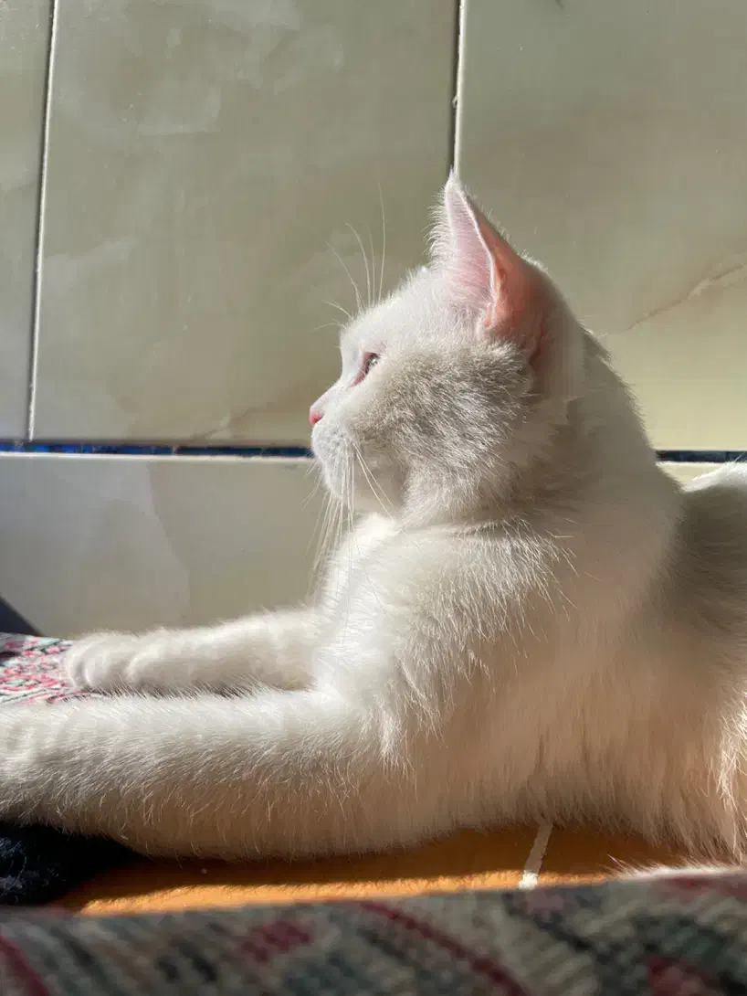 گربه نژاد وان(خاص و کمیاب)|گربه|رفسنجان, |دیوار