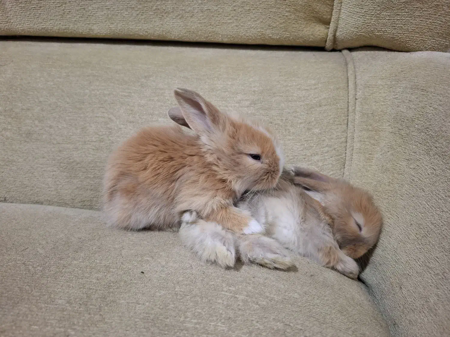 بچه خرگوش های لوپ|موش و خرگوش|قم, جهان بینی|دیوار