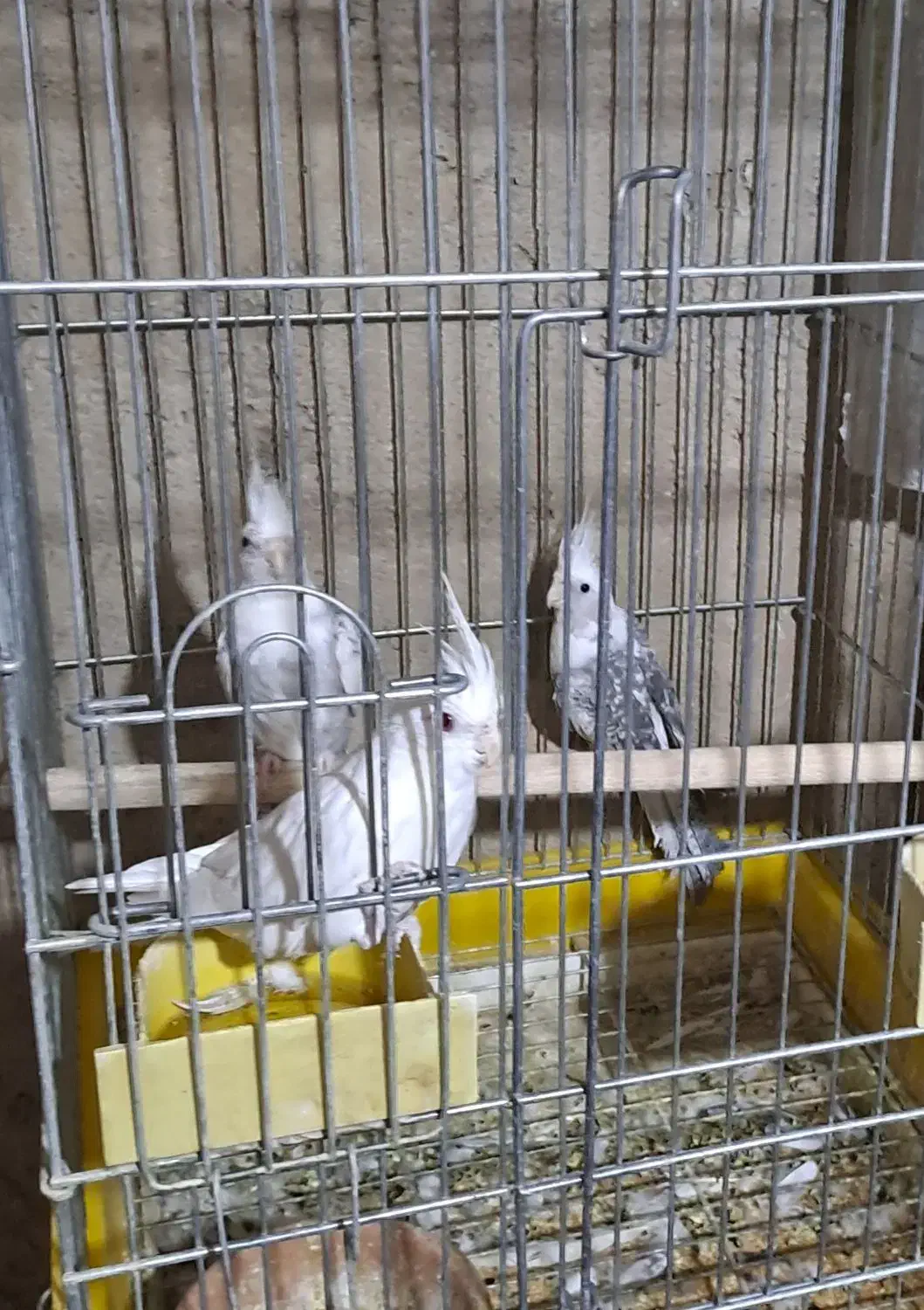 طوطی عروس البینو|پرنده|صائین قلعه, |دیوار