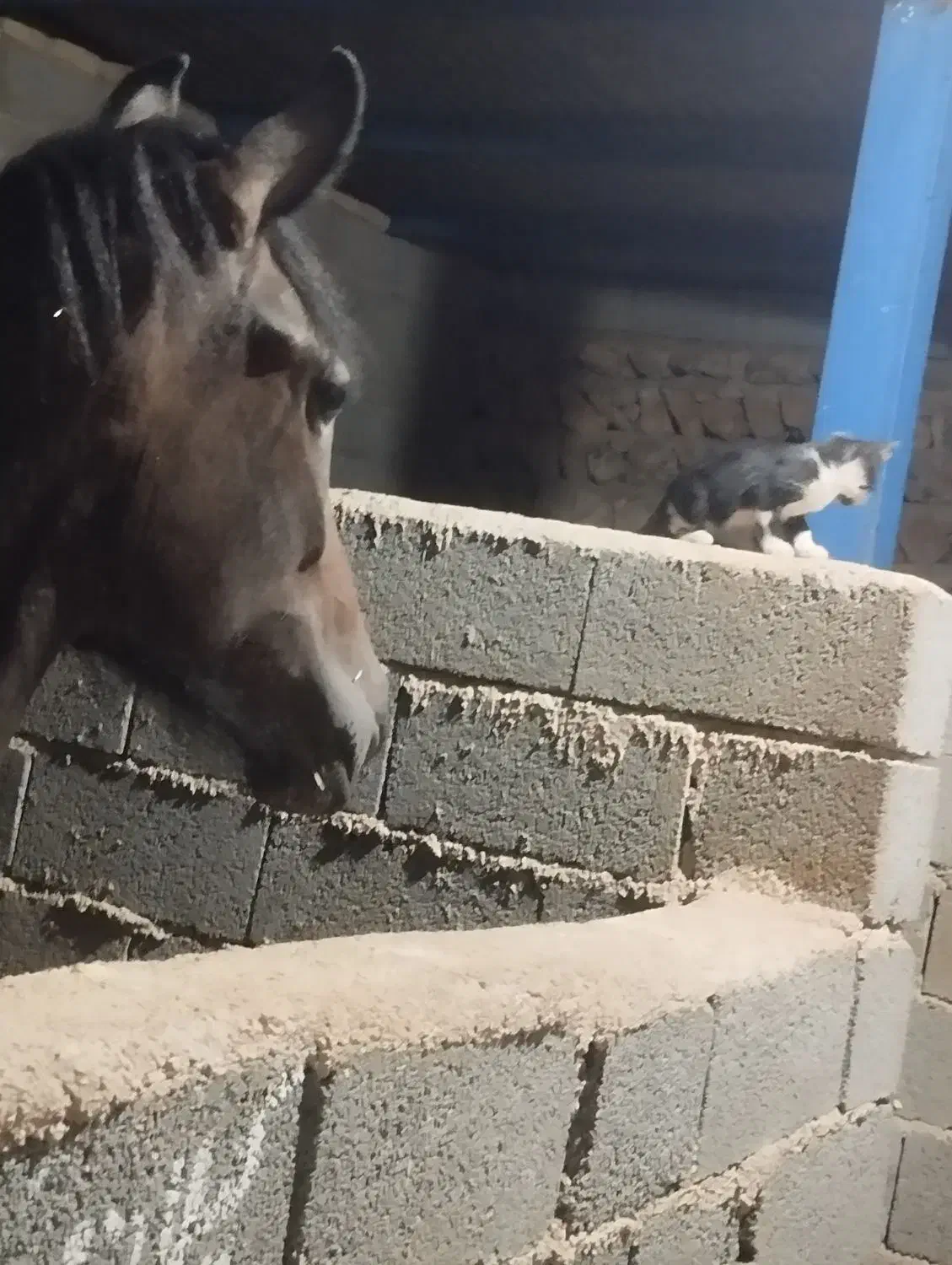 کره مادیان درجه یک کورد،کره دیاکو،کیسان فرهمند|اسب و تجهیزات اسب‌سواری|گوآور, |دیوار