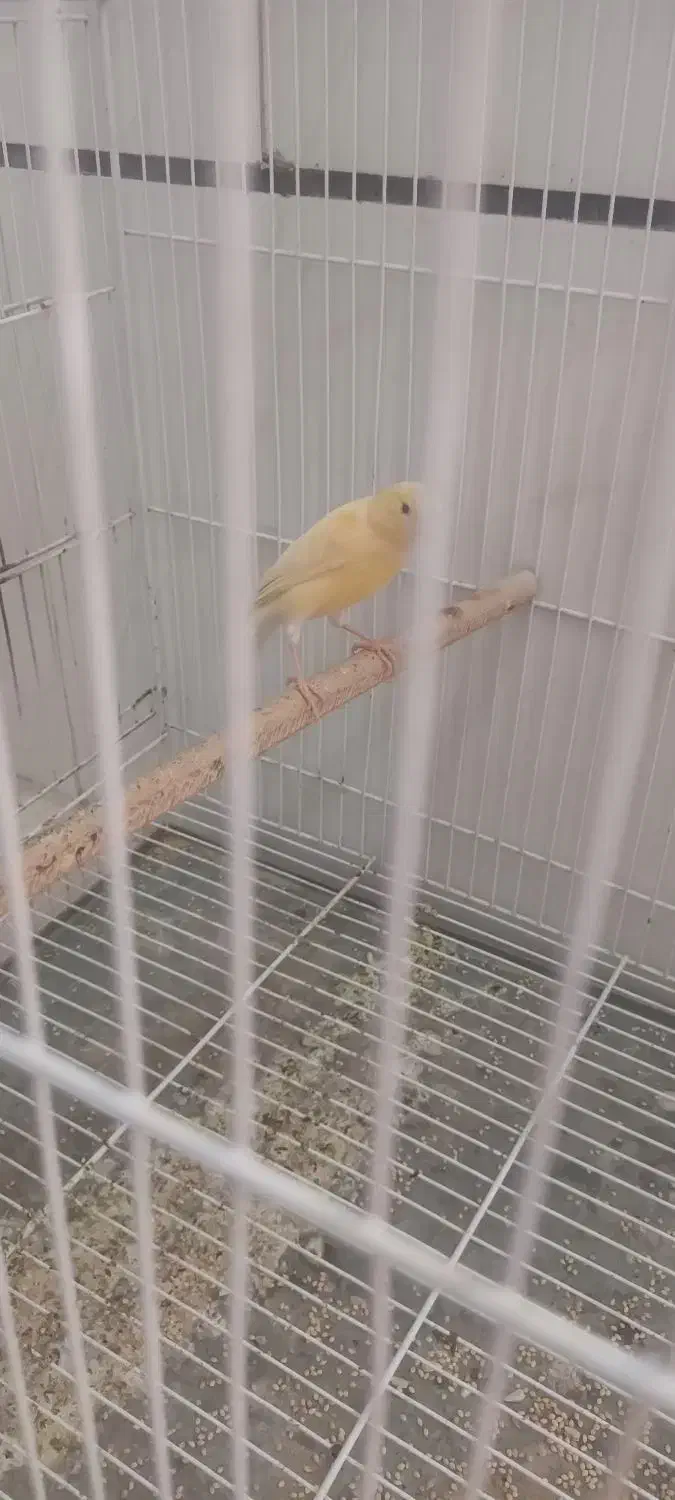 قناری|پرنده|قوچان, |دیوار