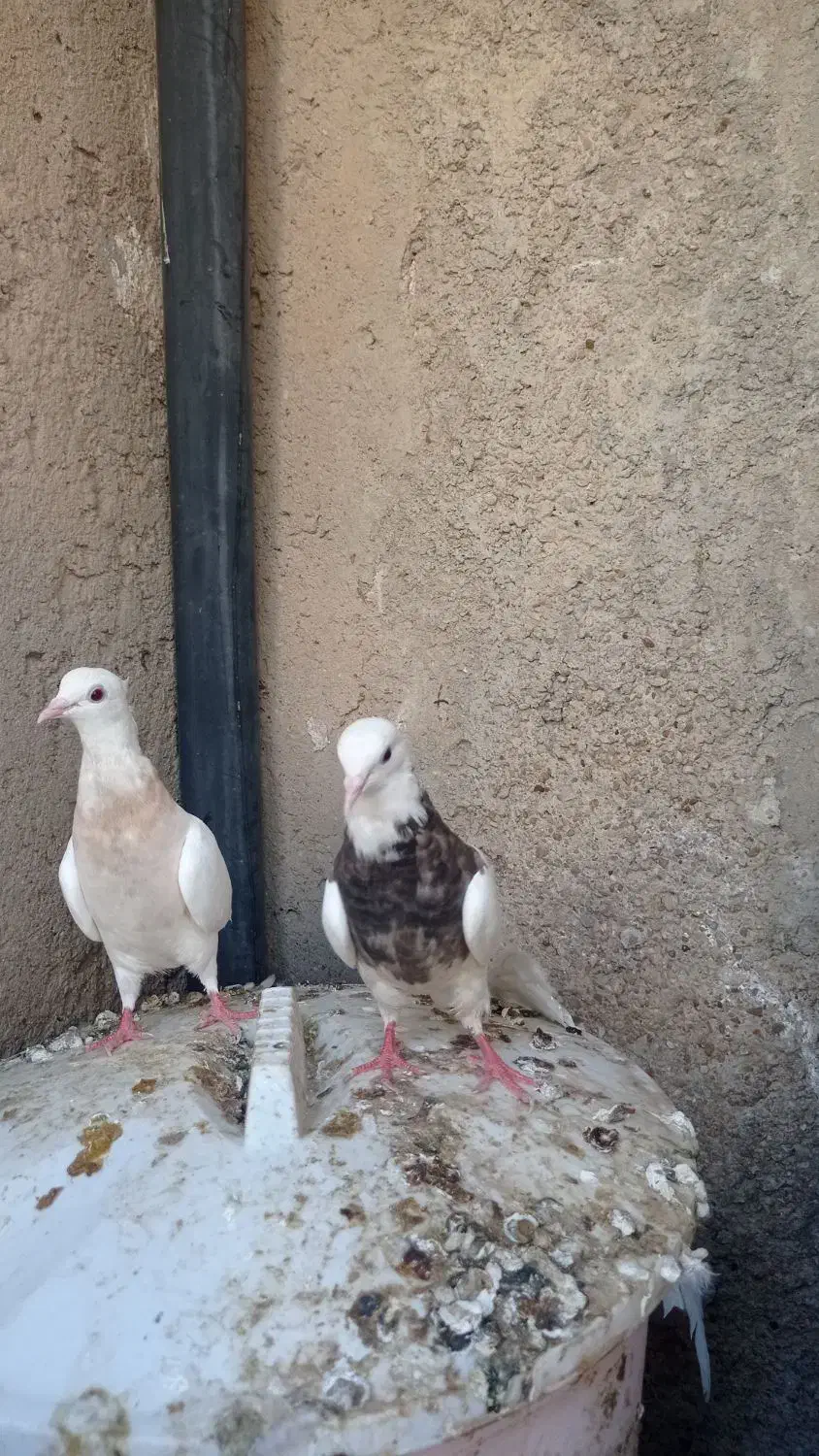 پرنده|پرنده|سعدآباد, |دیوار