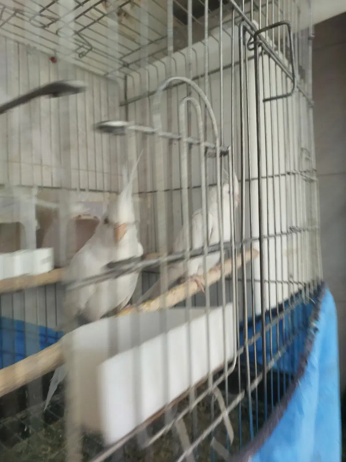 عروس هلندی البینو جفت|پرنده|اراک, |دیوار