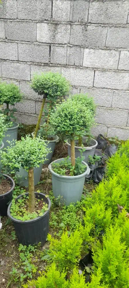 افرا|گل و گیاه طبیعی|شهریار, رزکان|دیوار