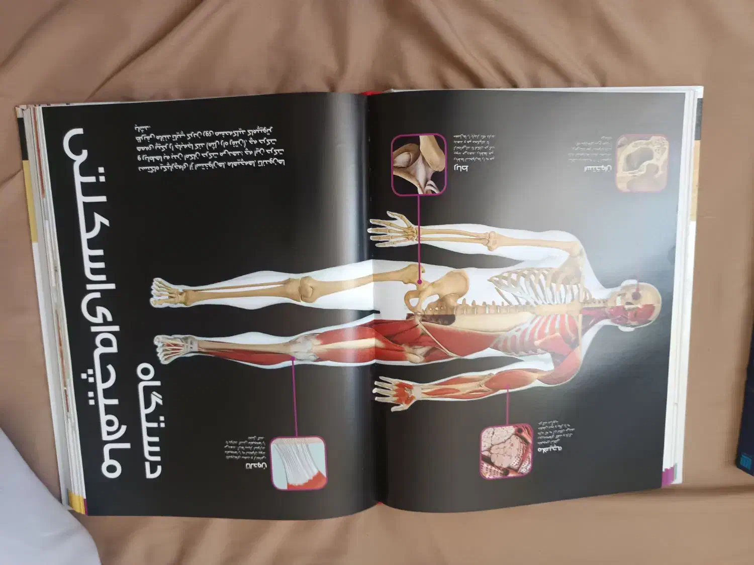 کتاب دایرةالمعارف بدن انسان|کتاب و مجله آموزشی|قم, پردیسان|دیوار