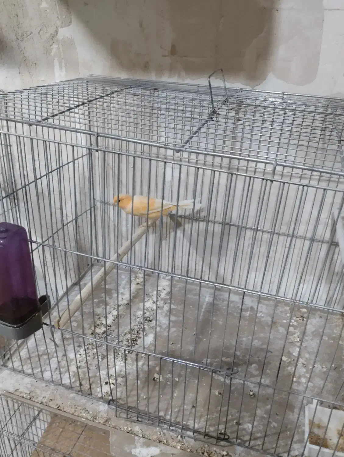 قناری  نر  با ماده|پرنده|بم, |دیوار