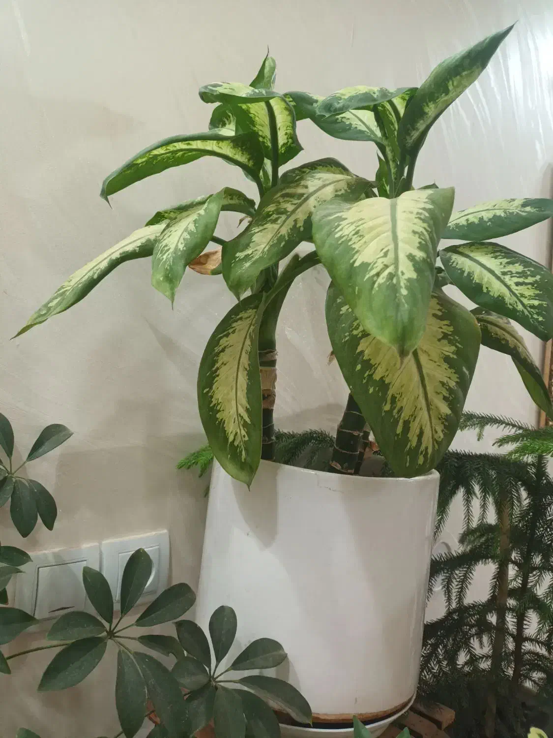 گل دیفن|گل و گیاه طبیعی|تربت‌حیدریه, آغوی|دیوار