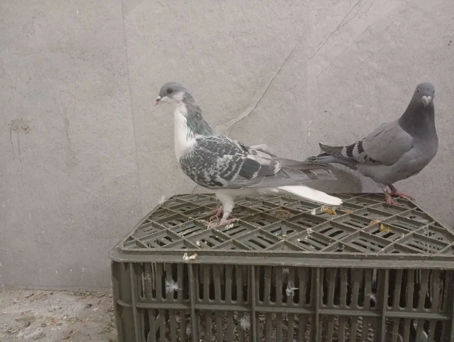 4تا جوجه نر پرشی|پرنده|مشهد, کارمندان دوم|دیوار