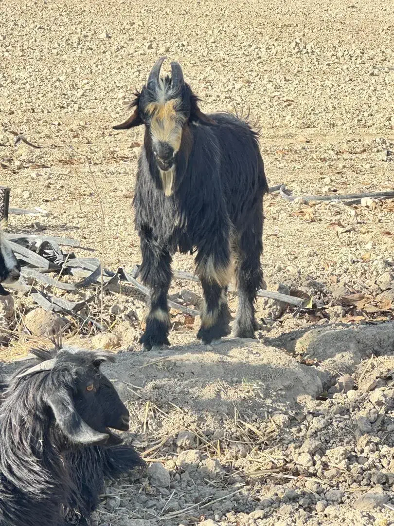 کهره نر|حیوانات مزرعه|درودزن, |دیوار