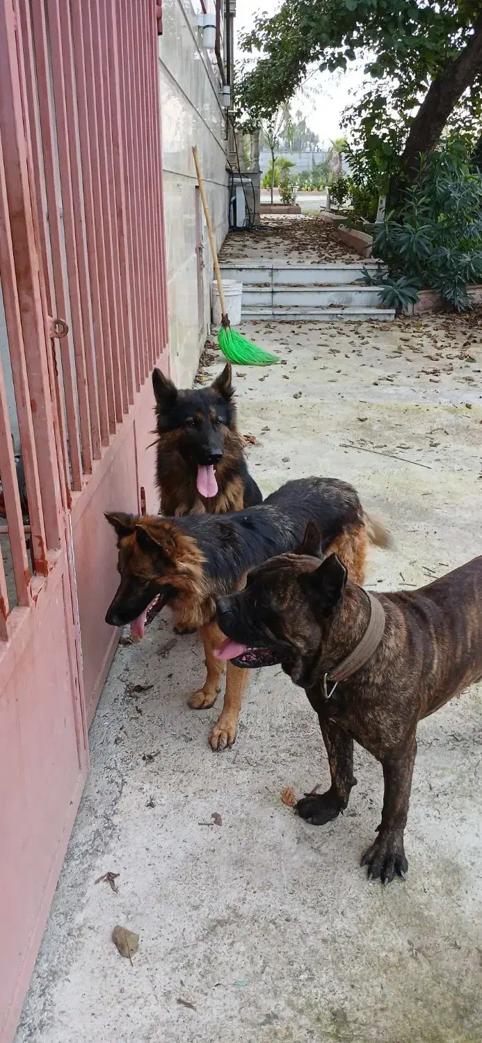 واگذاری کن کورسو|سگ|کلاچای, |دیوار