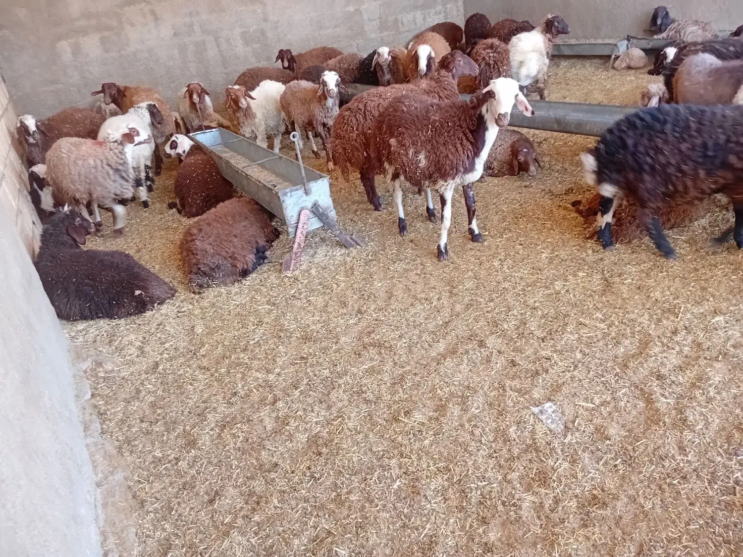 فروش بره نر و ماده|حیوانات مزرعه|کوهدشت, |دیوار