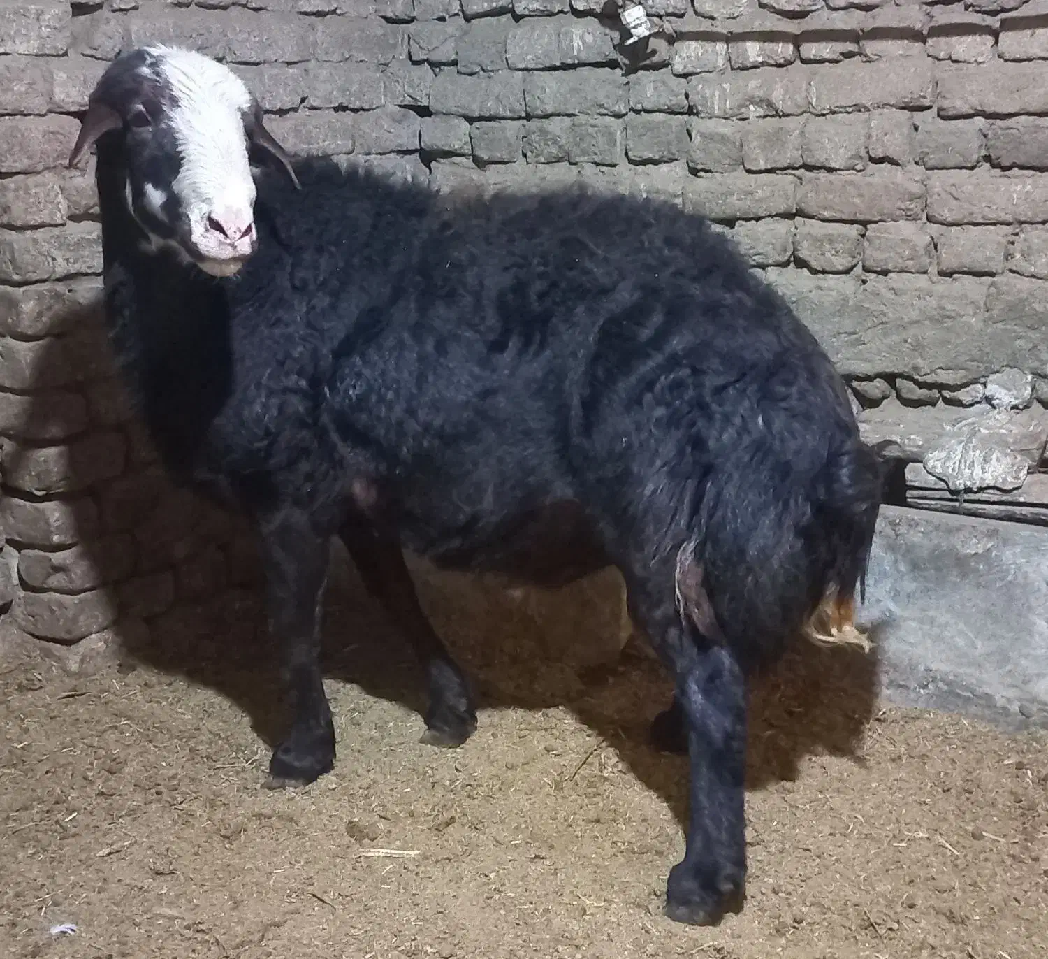 قوچ و بره قوچ کیلویی|حیوانات مزرعه|ملایر, |دیوار