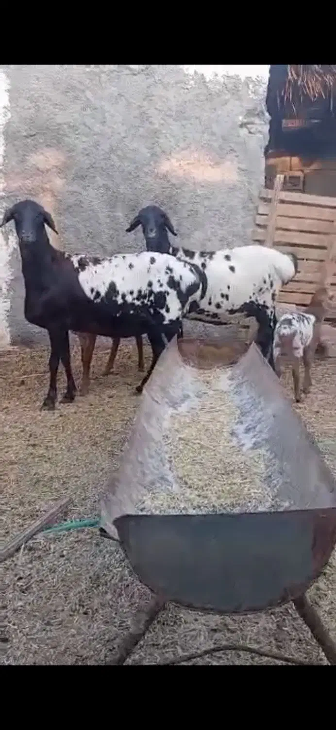 بره و بز|حیوانات مزرعه|فومن, |دیوار