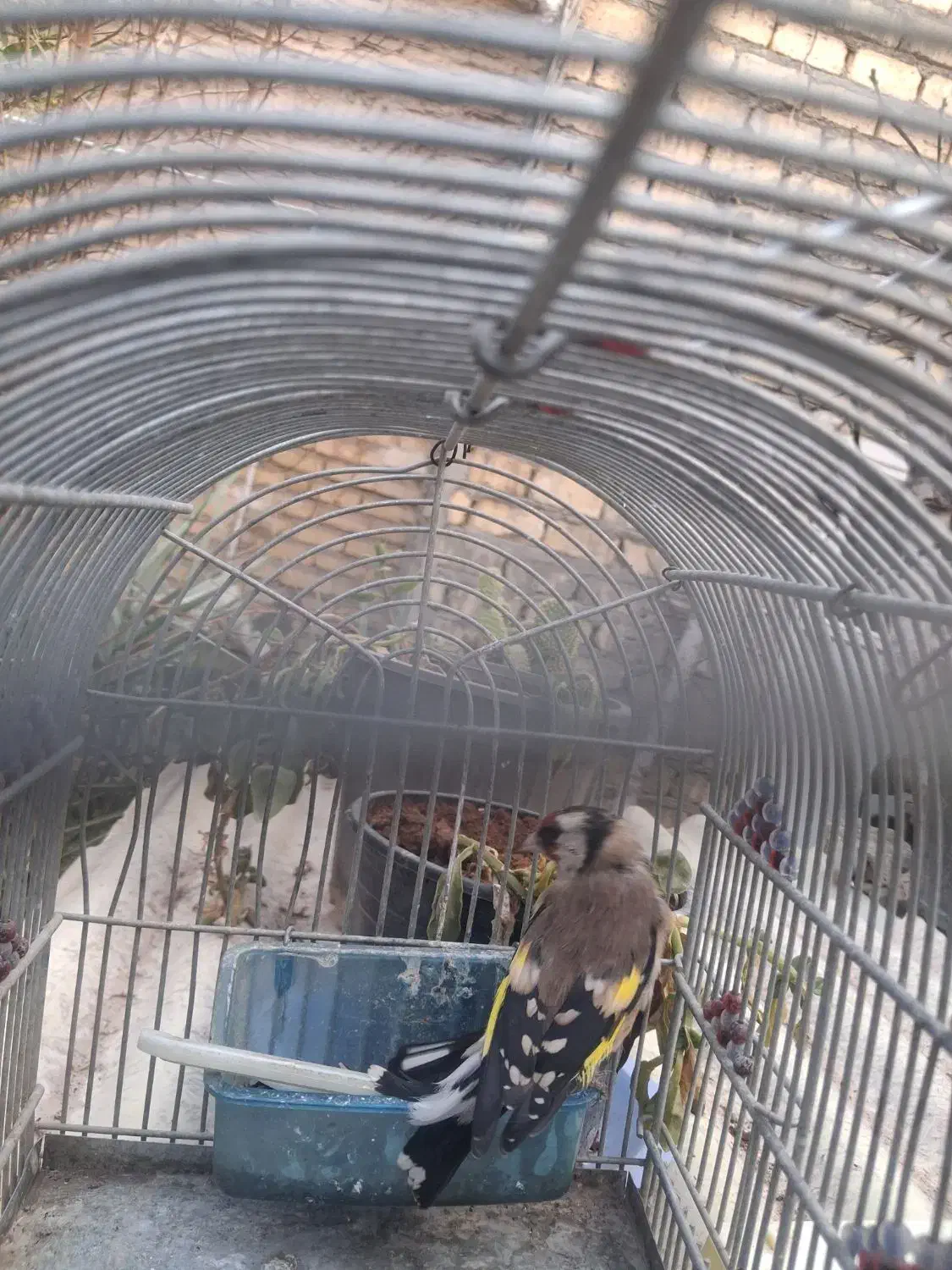 سهره رسمی ماده|پرنده|اصفهان, پوریای ولی|دیوار