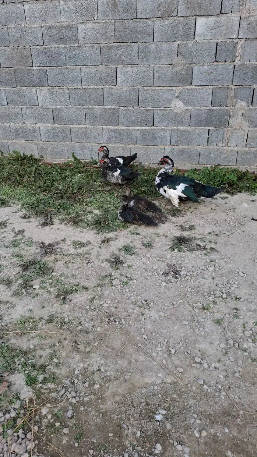 اردک اسرائیلی|حیوانات مزرعه|لاهیجان, بازکیاگوراب|دیوار