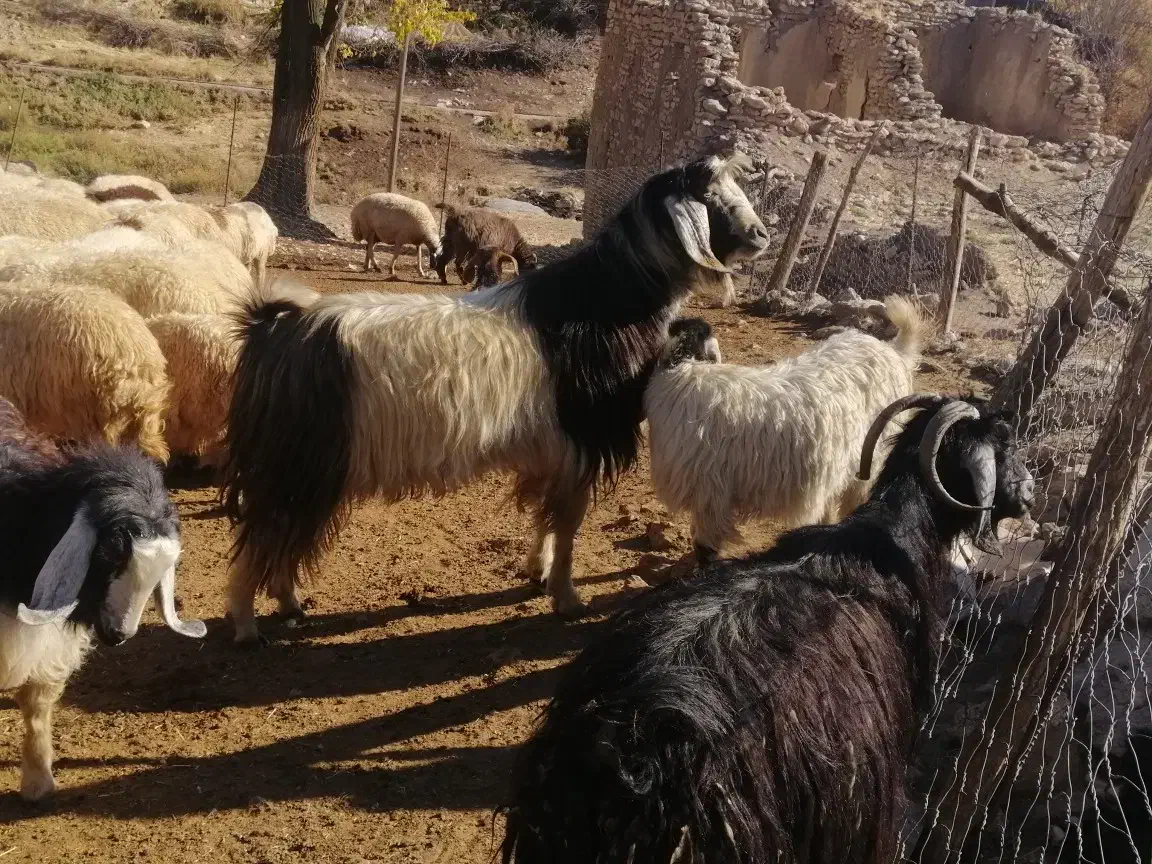 یک رائس بز نر سه ساله|حیوانات مزرعه|جوانرود, |دیوار