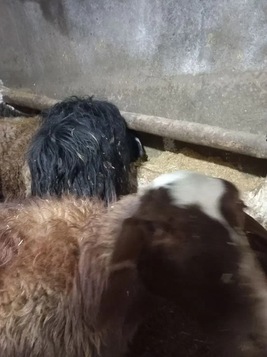 نربز|حیوانات مزرعه|لالجین, |دیوار