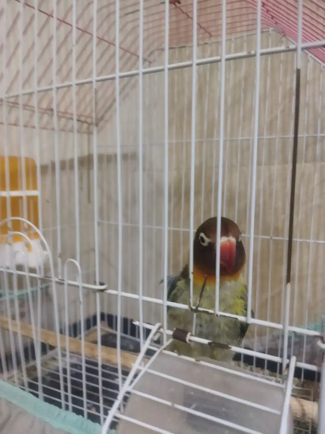 عروس هلندی |پرنده|محمدشهر, ولدآباد|دیوار