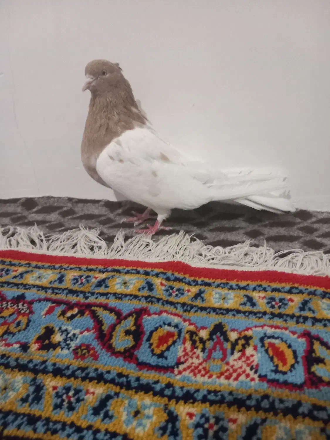 کله زرد ماده|پرنده|میانه, |دیوار