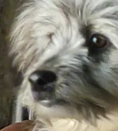 سگ پیدا شده|سگ|تهران, نعمت‌آباد|دیوار