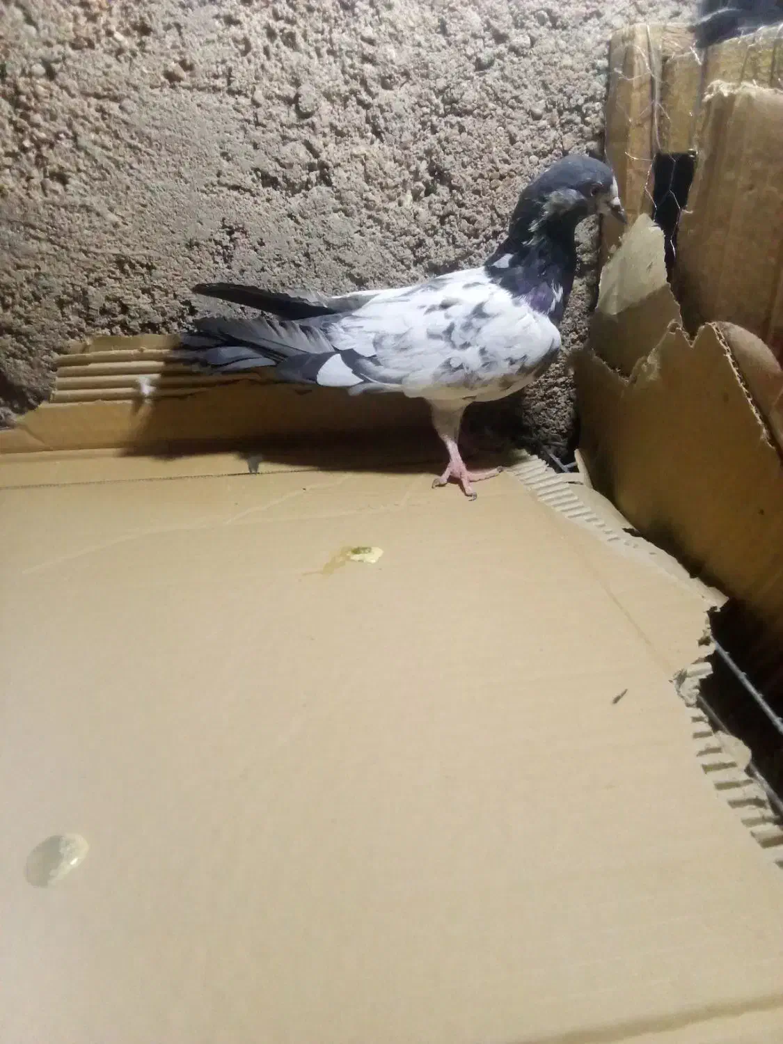 ماده تیدی|پرنده|مسجد سلیمان, |دیوار