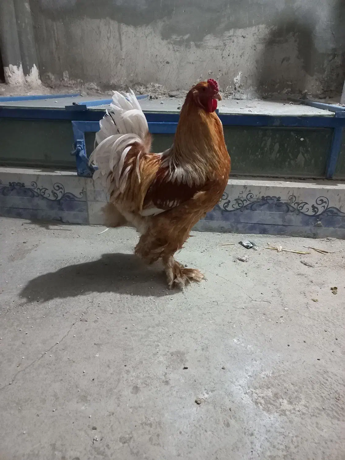 برهمای واقعی و اصل|حیوانات مزرعه|زاهدان, |دیوار