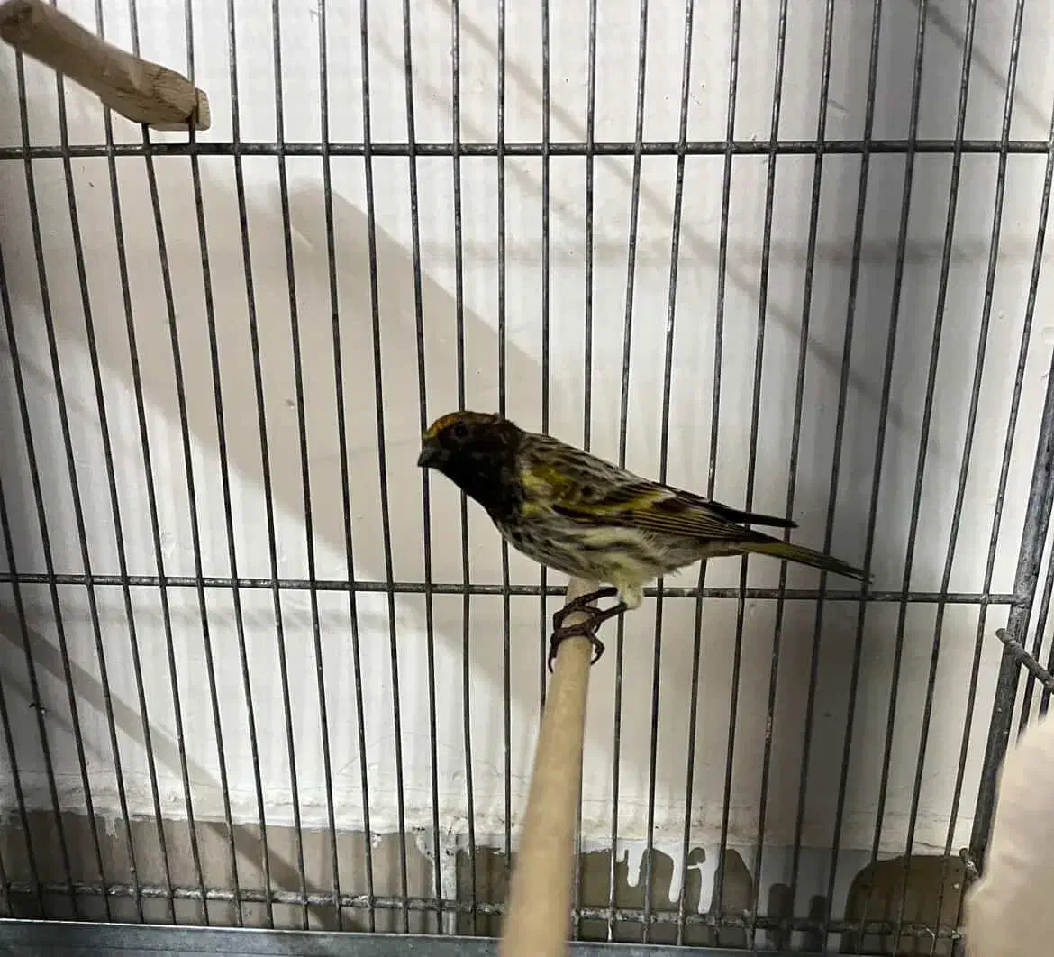 گلبسر ،سهره ،طوطی|پرنده|تهران, خزانه|دیوار